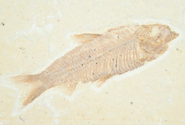 Knightia Fossil Fish - Wyoming #7547